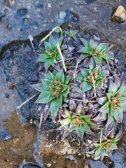 Plantago muelleri