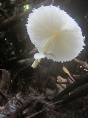 Leucocoprinus cretaceus