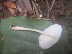 Leucocoprinus cretaceus