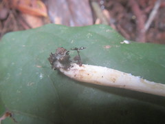 Leucocoprinus cretaceus