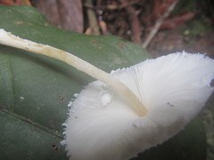 Leucocoprinus cretaceus