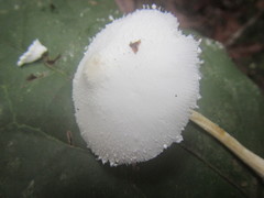 Leucocoprinus cretaceus