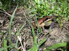 Litoria nigrofrenata