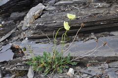 Papaver pulvinatum interius