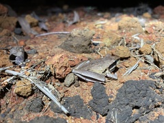 Litoria nigrofrenata