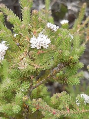 Darwinia diosmoides