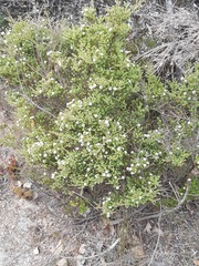 Darwinia diosmoides
