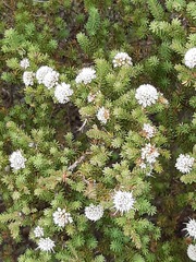 Darwinia diosmoides
