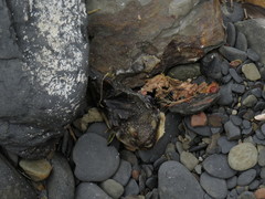 Amblyrhynchote honckenii