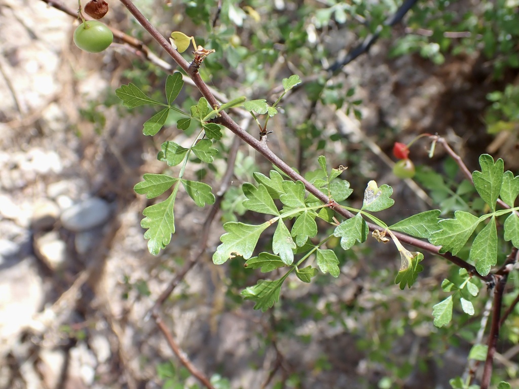 Bursera laxiflora; photograph (c) Sue Carnahan, some rights reserved (CC BY)
