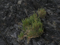 Salicornia littorea