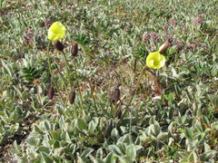 Papaver pulvinatum interius