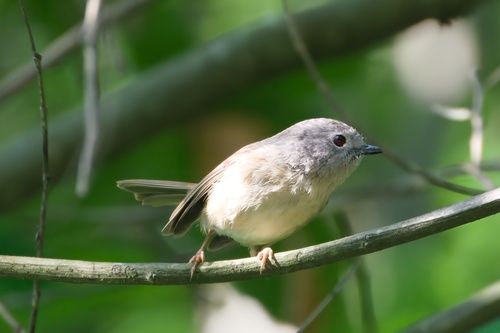 David's Fulvetta (Alcippe davidi), photo 4