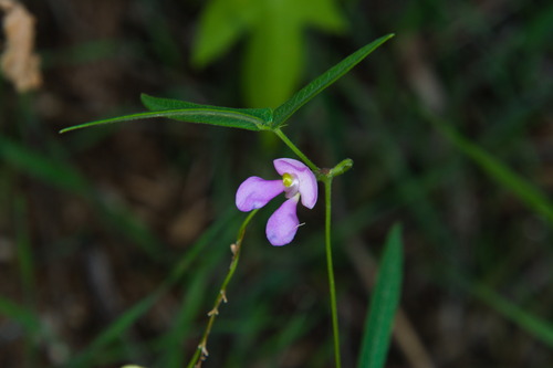tepary bean (Phaseolus acutifolius)