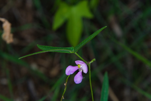 Phaseolus acutifolius, photograph 4