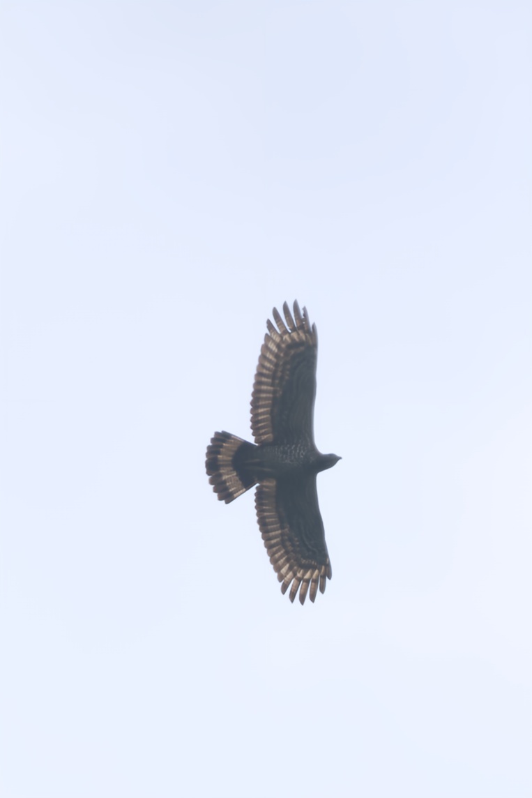 Crested Honey Buzzard