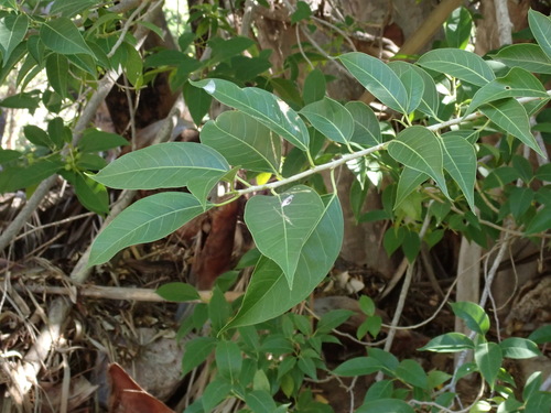 Ficus pertusa (Ficus pertusa)