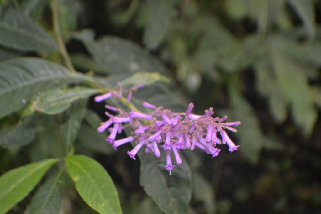 Palicourea angustifolia; photograph (c) EstebanMH, some rights reserved (CC BY)