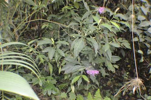 Palicourea angustifolia, photograph 6