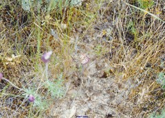 Lavandula pedunculata