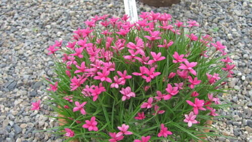 Rhodohypoxis baurii iNat (1)