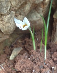 Crocus hyemalis