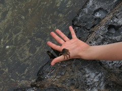 Cyclograpsus punctatus