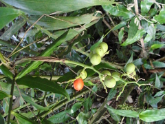 Desmoncus polyacanthos