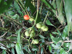 Desmoncus polyacanthos