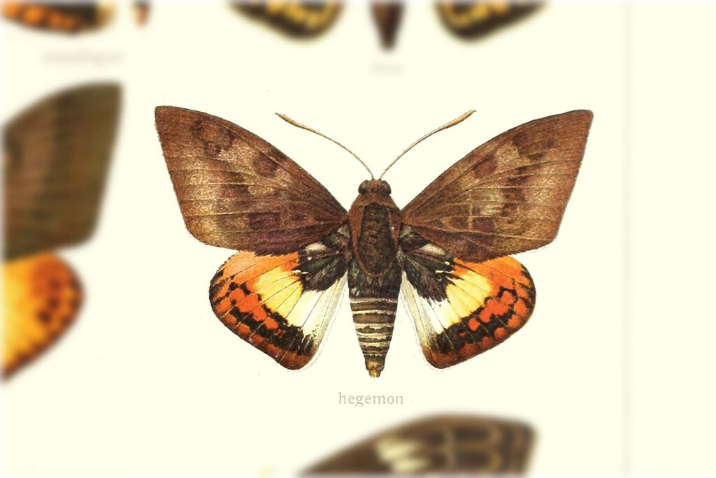 Synpalamides hegemon