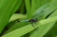 Erythrodiplax avittata