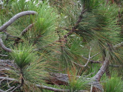 Pinus patula