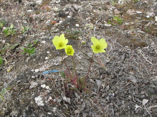 Shamurin's poppy (Oreomecon schamurinii)