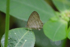 Paryphthimoides poltys