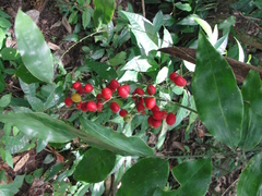 Desmoncus polyacanthos