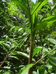 Desmoncus polyacanthos