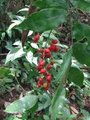 Desmoncus polyacanthos