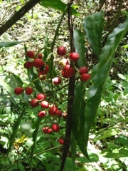 Desmoncus polyacanthos