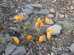 Papaver schamurinii