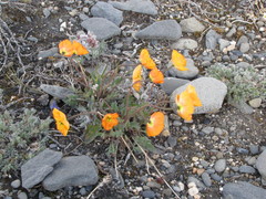 Papaver schamurinii