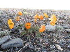 Papaver schamurinii