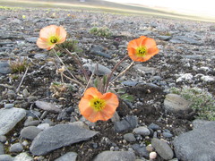 Papaver schamurinii