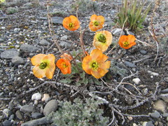 Papaver schamurinii