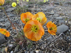 Papaver schamurinii