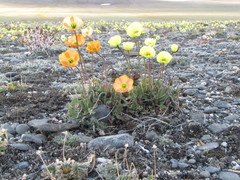Papaver schamurinii