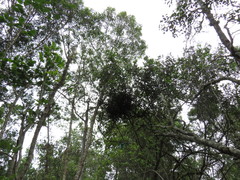 Sideroxylon inerme inerme