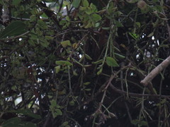 Sideroxylon inerme inerme