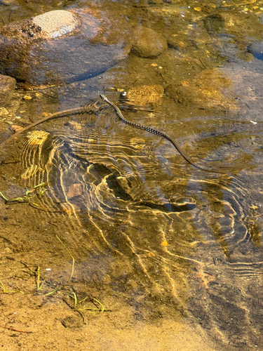 iNaturalist observation photo of Sierra Garter Snake