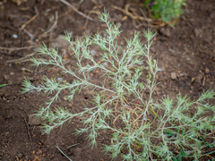 Ceratocarpus arenarius