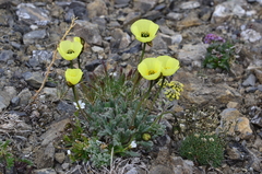 Papaver polare